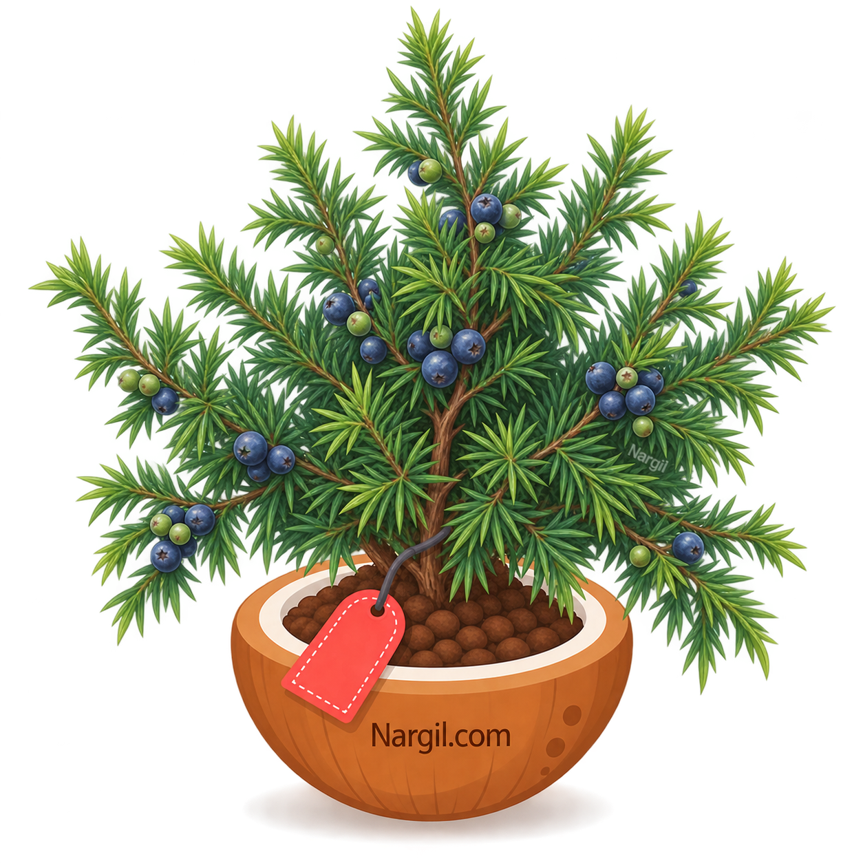 Nargil_Juniperus communis